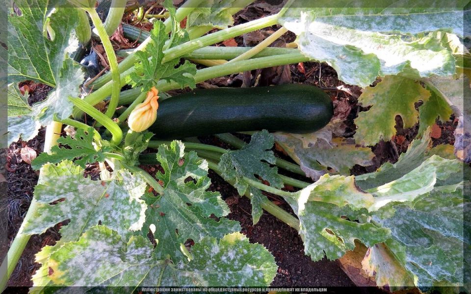 Как защитить кабачки от мучнистой росы: советы для успешного урожая