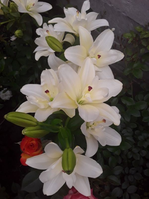 Лилии: Цветение на все лето