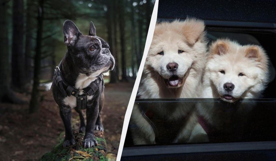 Собачьи ароматы: какие породы не подойдут для квартиры