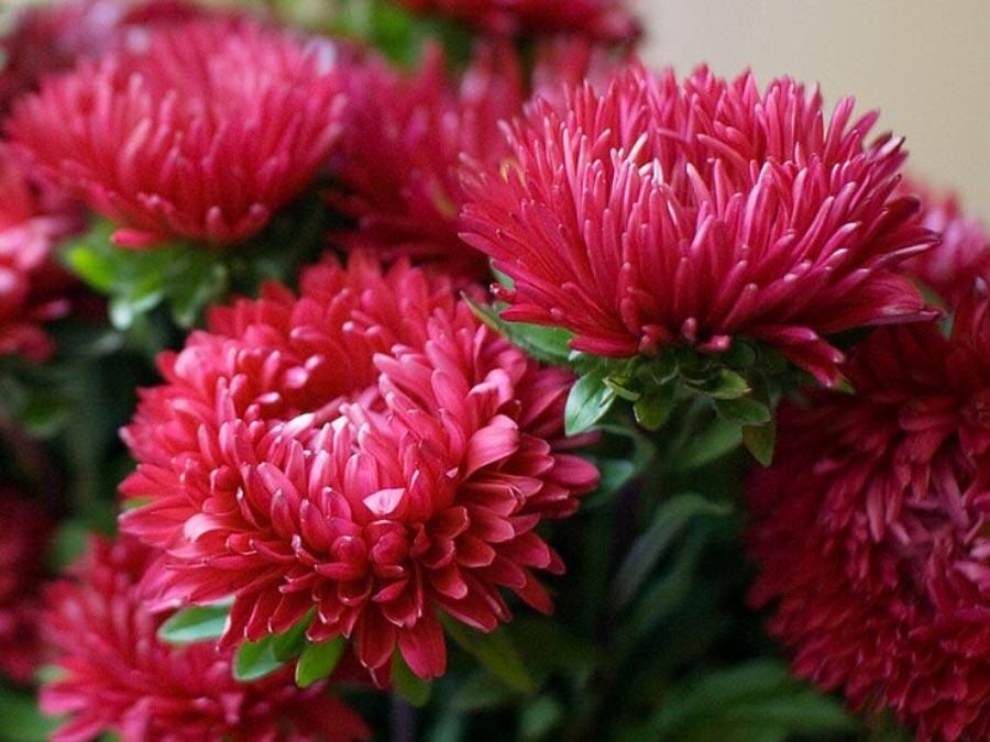 Как вырастить красивые астры: секреты посева и ухода