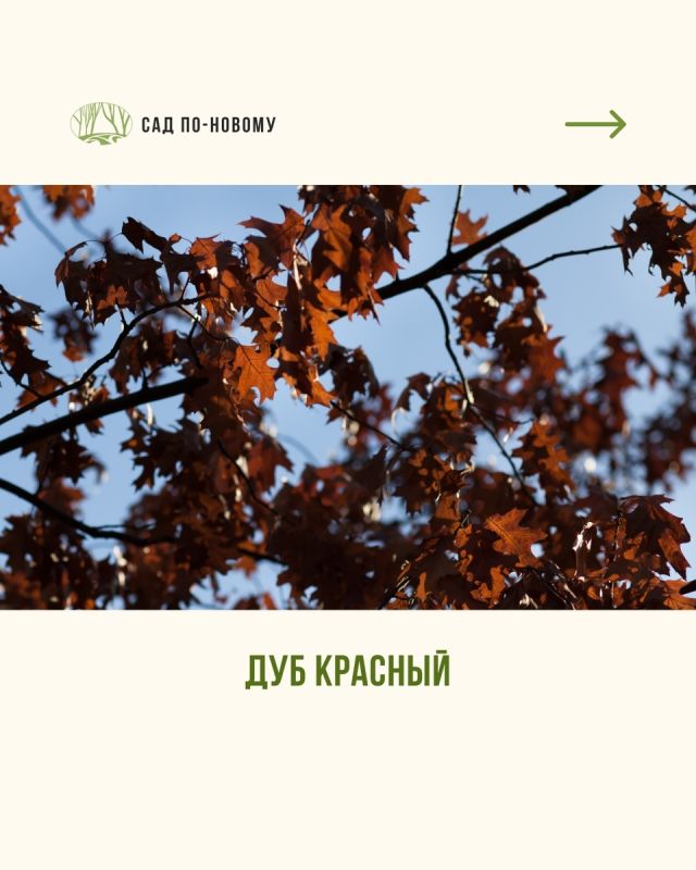 Как преобразить сад в осенние месяцы: советы по созданию яркого ландшафта