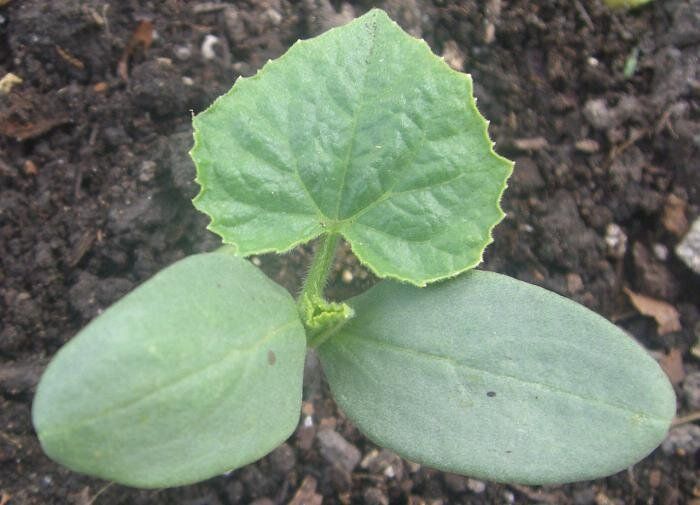 Чай для огурцов: секреты здоровья и урожайности вашего огорода