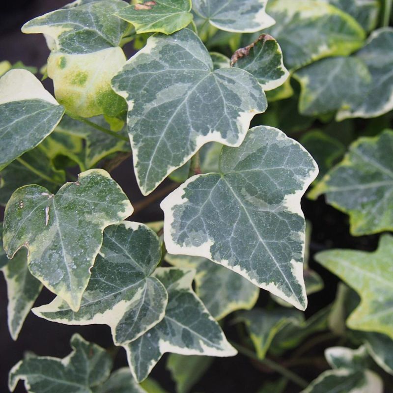 Как избавиться от плюща в саду: простые и эффективные методы без химикатов