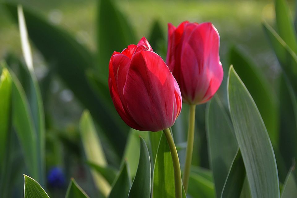 Забота о тюльпанах после цветения
