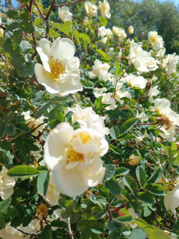 Путешествие в сердце Беларуси: как сделать его незабываемым