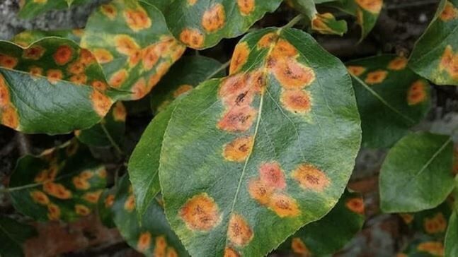 Ржавчина на груше: причины, симптомы и как с ней бороться осенью