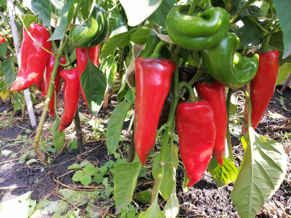 Сладкий перец Рамиро: итальянское чудо на вашем огороде