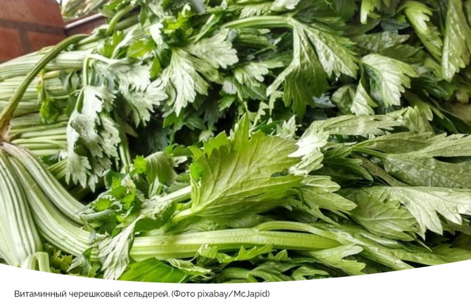 Выращивание черешкового сельдерея: от семян до стола