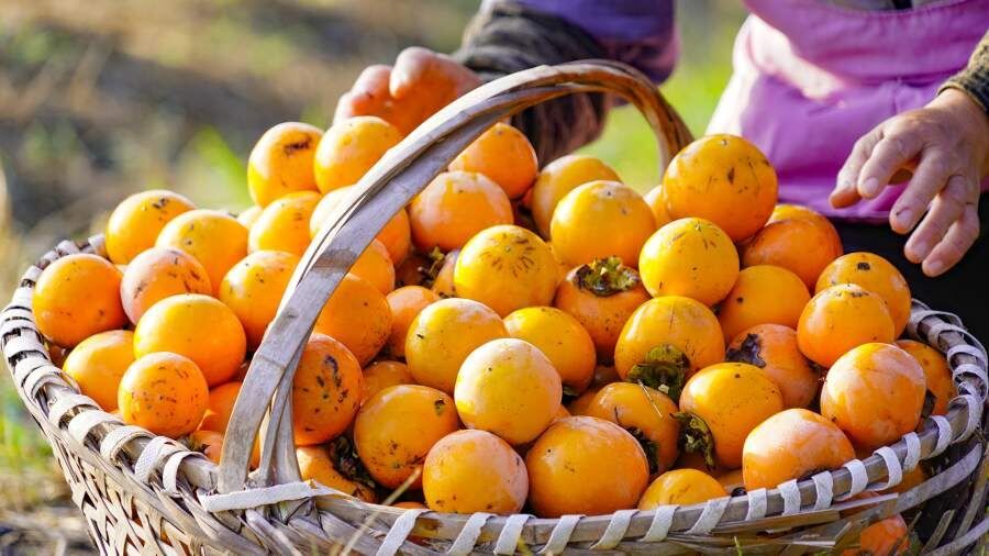 Когда приходит время хурмы