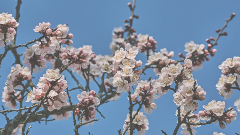 Как избежать пустоцвета и собрать урожай: секреты успешного опыления плодовых деревьев