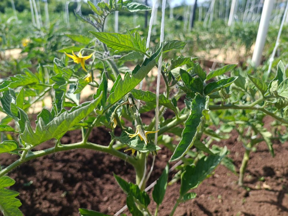 Как правильно обрезать листья у томатов: секреты успешного урожая