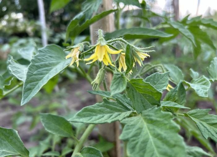 Пиво для помидоров: миф или реальность?