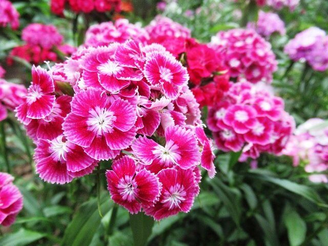 Турецкая гвоздика: секреты идеального цветника для вашего сада