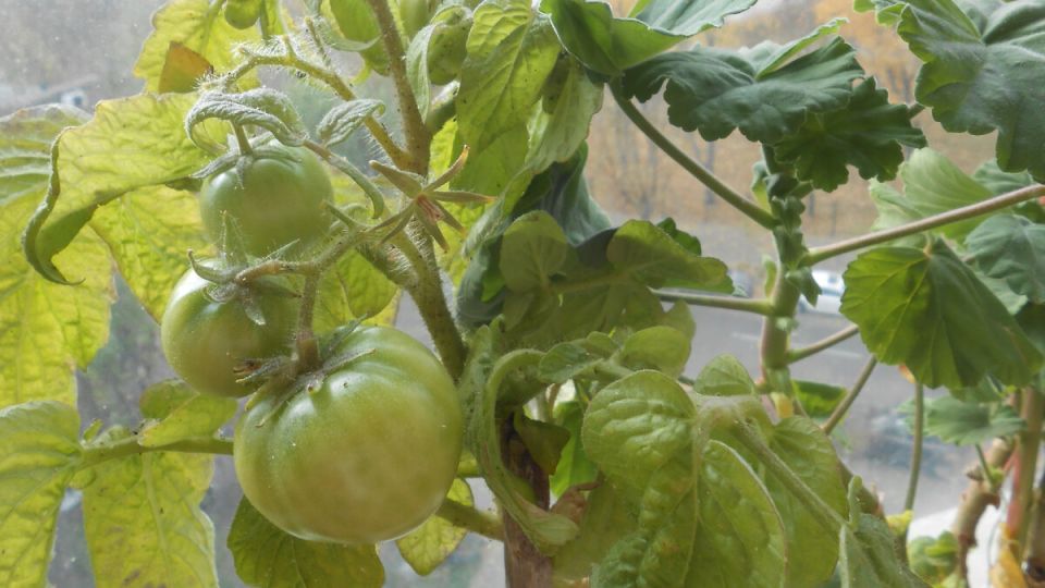 ������, ������� ������������: ����������� ���������� ������