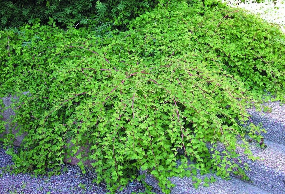 ����� ����������� �����������, ������� ����� �������� � ����