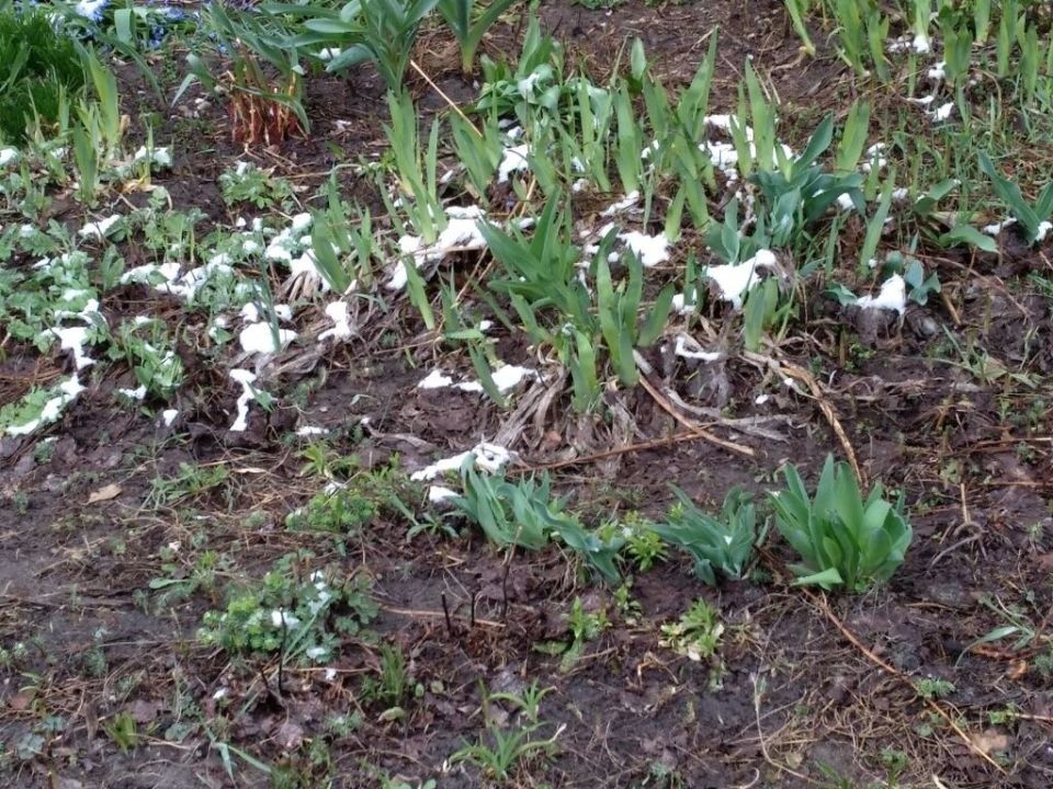 Как подготовить цветник к весеннему пробуждению: советы по уходу в марте