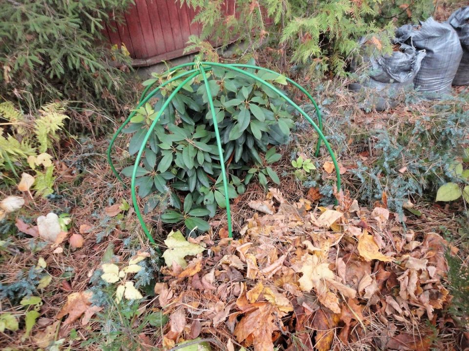 ��� ������ ������������ �� ����: ������� ������� ���� ���������