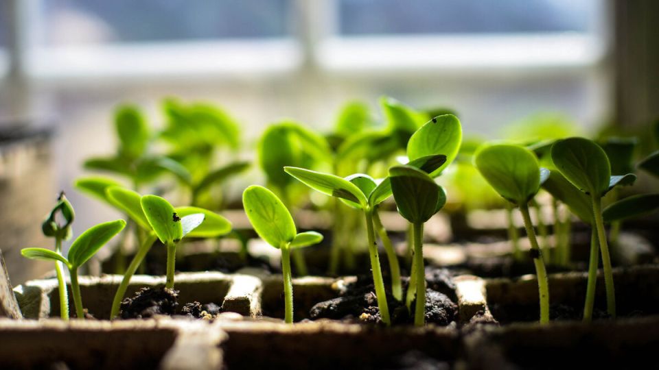 ��� �������� �������: ������ ������ ������������ ��� ������� ��������