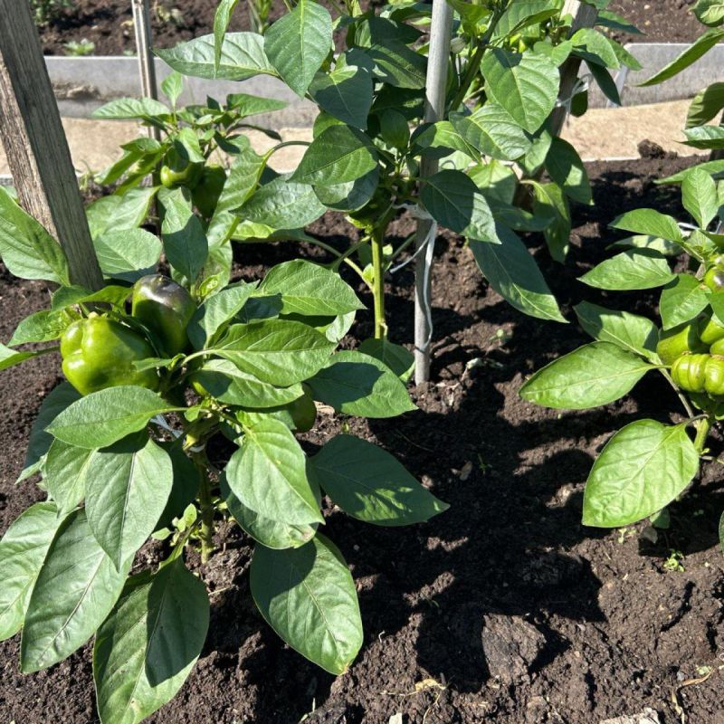 ������� ��������� ������ ������: ����� � ��� �� ��������� � 2025 ����