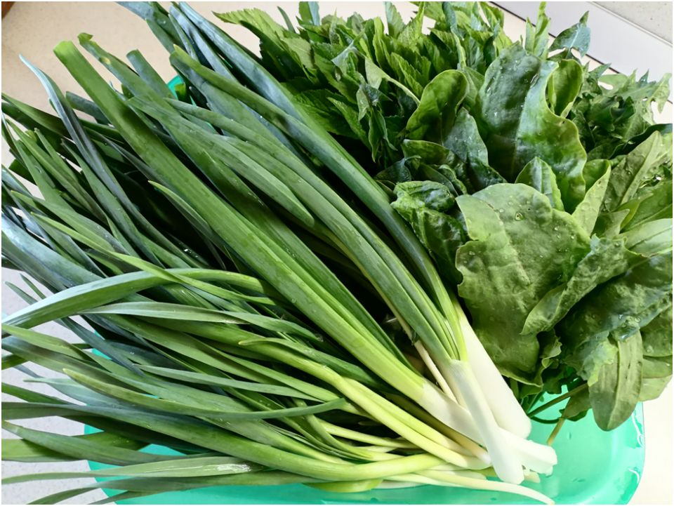 Весенний зеленый салат: польза подножного питания