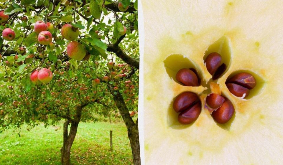 Можно ли вырастить яблоню из семени?