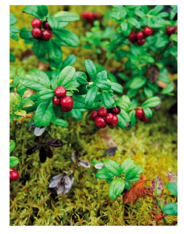 �������� ��������: ��� ������� ����� ��������� ����� ���� � ����������� ����