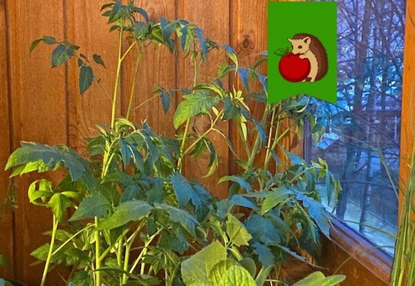 ������ ������� ������������: ������ ����������� �������