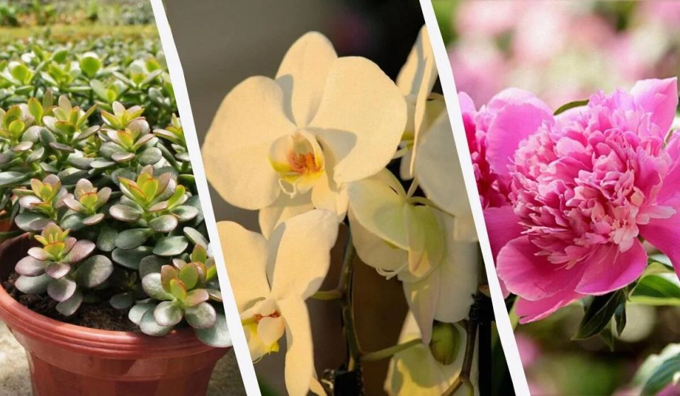 ��������, �������� �������: 14 ������ ���������� ��� ������ ����