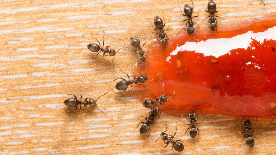 �������� � ��������� �����������: �� ������� �� ���������� ��� ���������