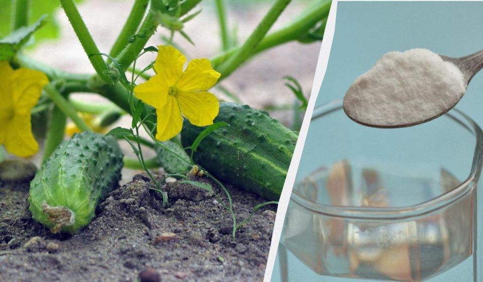 ��� ����������� ������ � ��������� ��������: ������� �������� � �����������