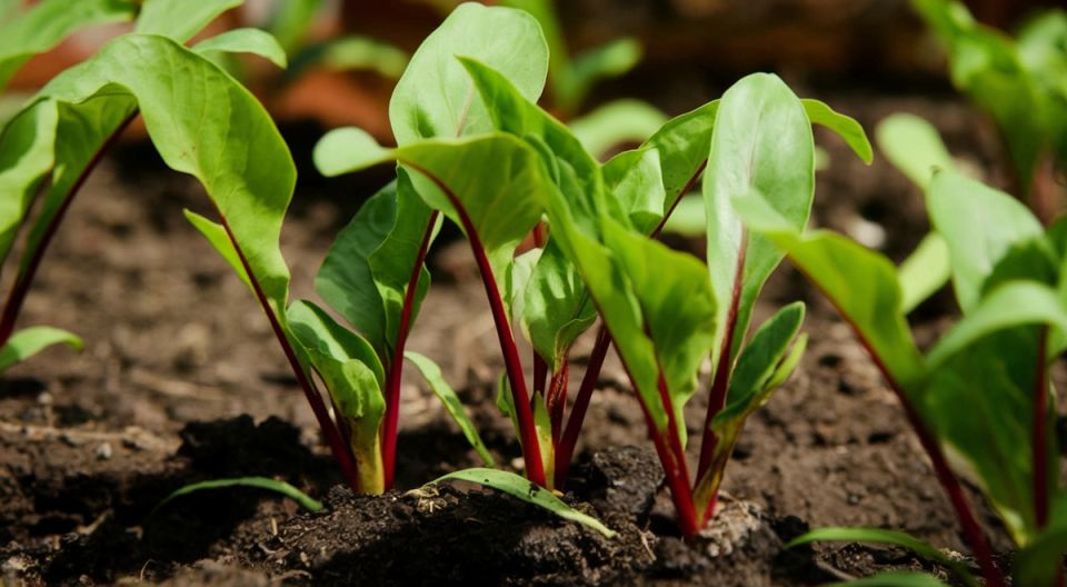 Как спасти свёклу от безвкусицы: секреты успешной подкормки в июне