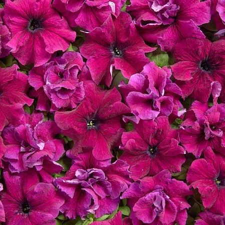 ��� ����������� �������, ������� ������� ����� � ��� ���