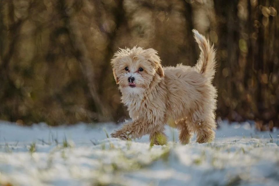 �������� ���������� ������� ���������� ���������� �����