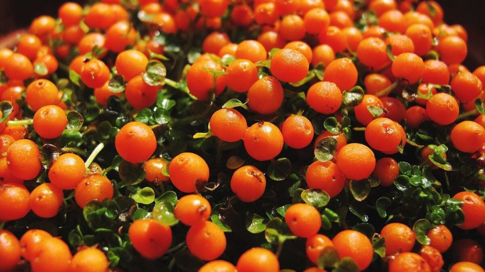 ��� ��������� ������� �� ����� �������: ������ � ������������