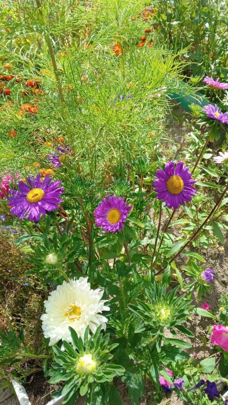 ��� �������� ���� �������� ���� �� ��������� �����