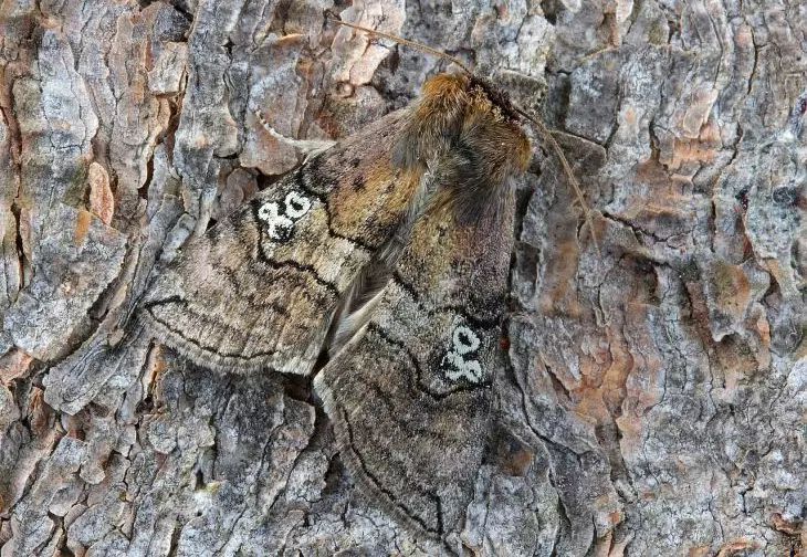 ���� � ��������: ������ ������� � ��� �� ������� �������� �������� ���������