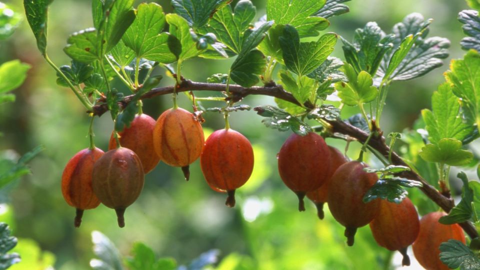 ������ ��������� �� ����� ��������� �������: ��� ��� ��������� ��� ����� �� ����������