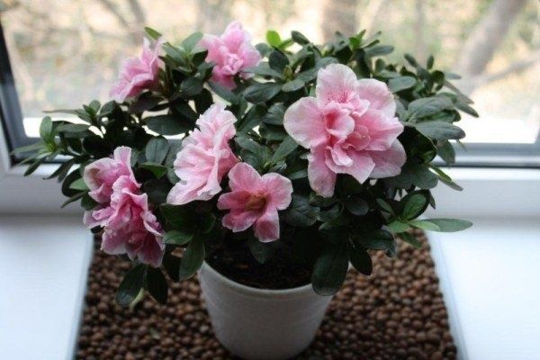 ��� ������� ������ �� ���������������� ������ �����