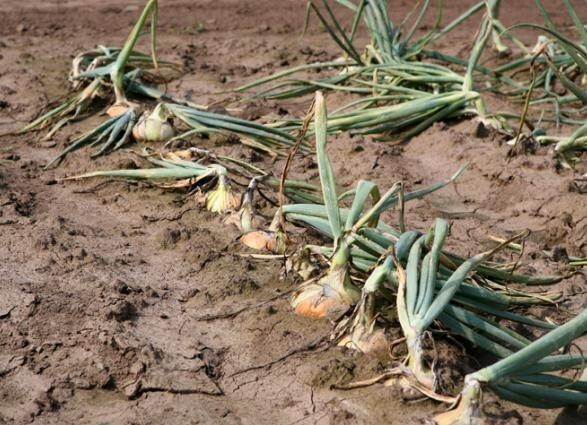 ������ ��� ������� �� ������ � ��� � ���� ��������?