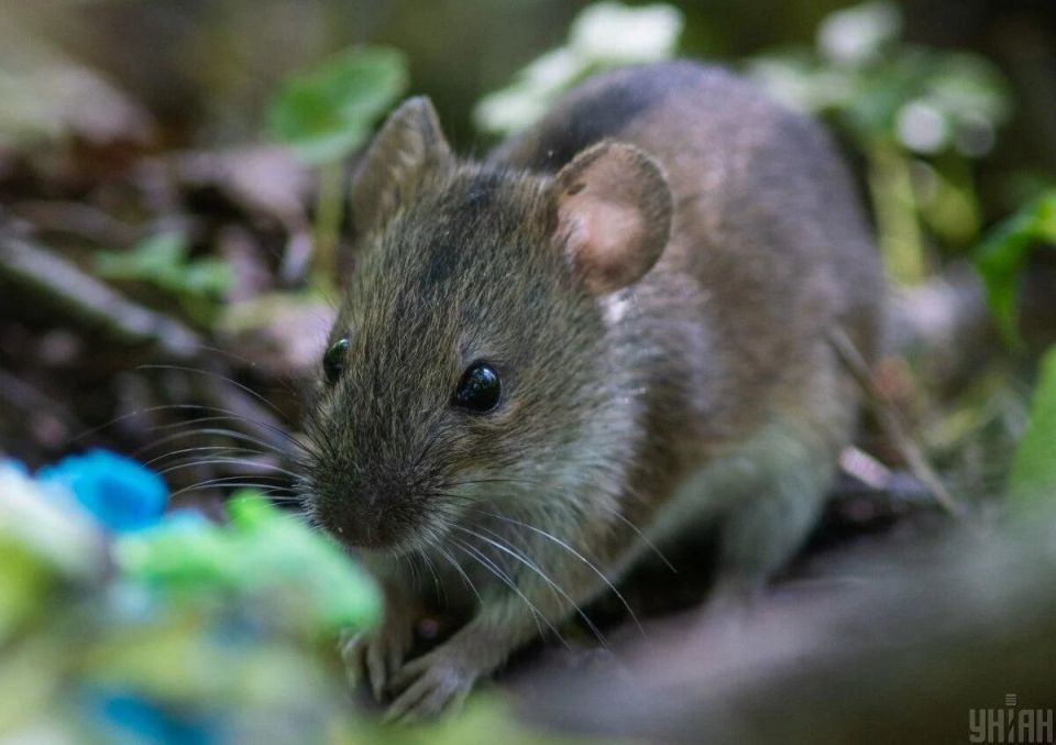 ��� �������� ���� ��� �� �����: ������� ������ ��� ���������