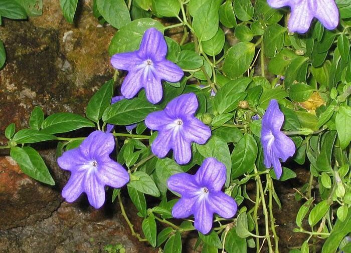 ����� ���������� ����� ��� ������ ����: ��� ���������������� ��������