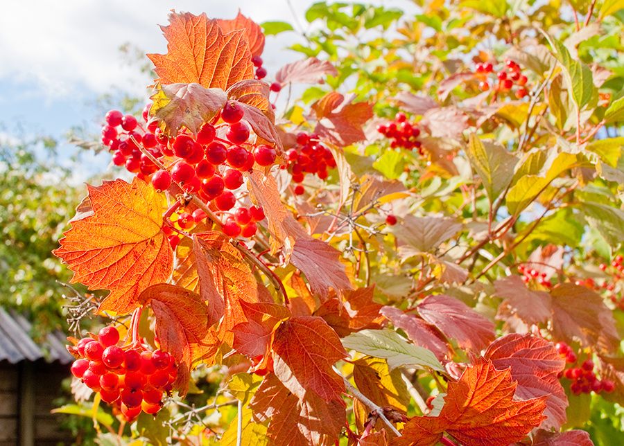 ����� �� �����: ��� �������� � ������� � �������