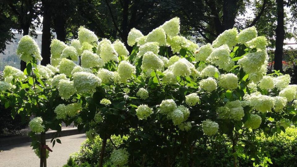 ��� ��������� ������ ��������� ��� �����: ����������� ������� ��� ��������