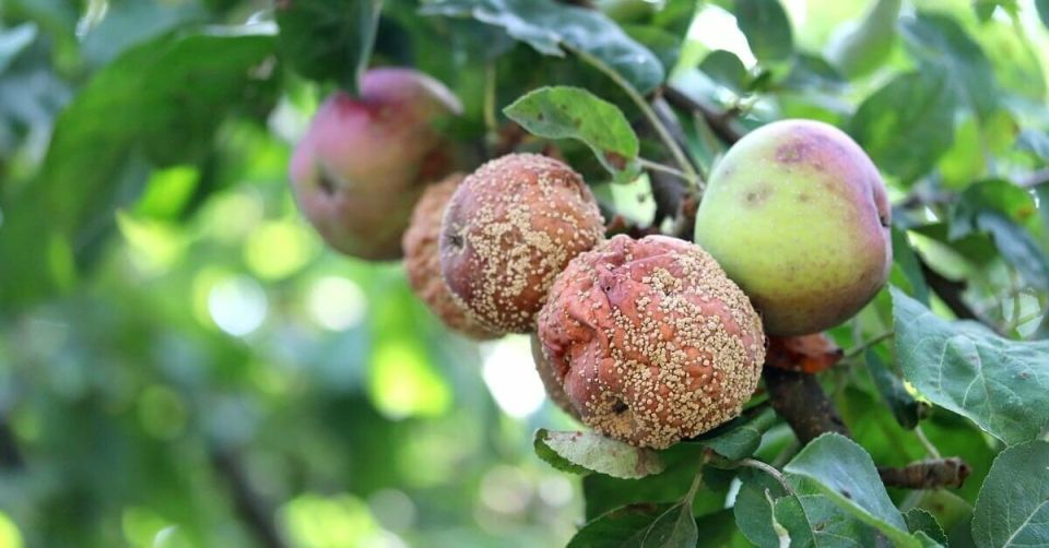 ��� ��������� �� ��������, ����� �������� ������� ����� ������