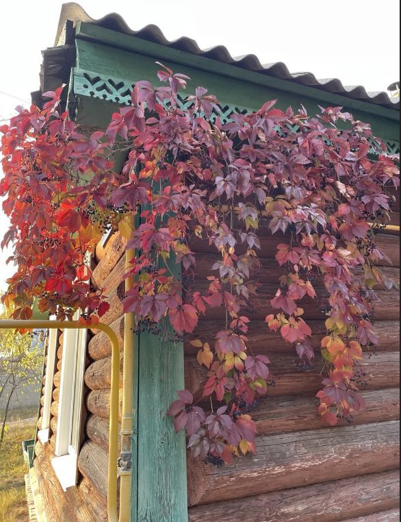 девичий виноград: лазающий красавец или опасный захватчик?