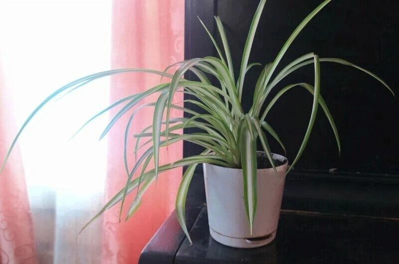 Почему у хлорофитума сохнут листья в январе?