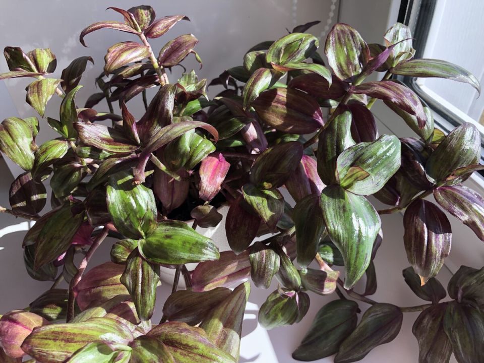 Вариегатные традесканции снова в моде