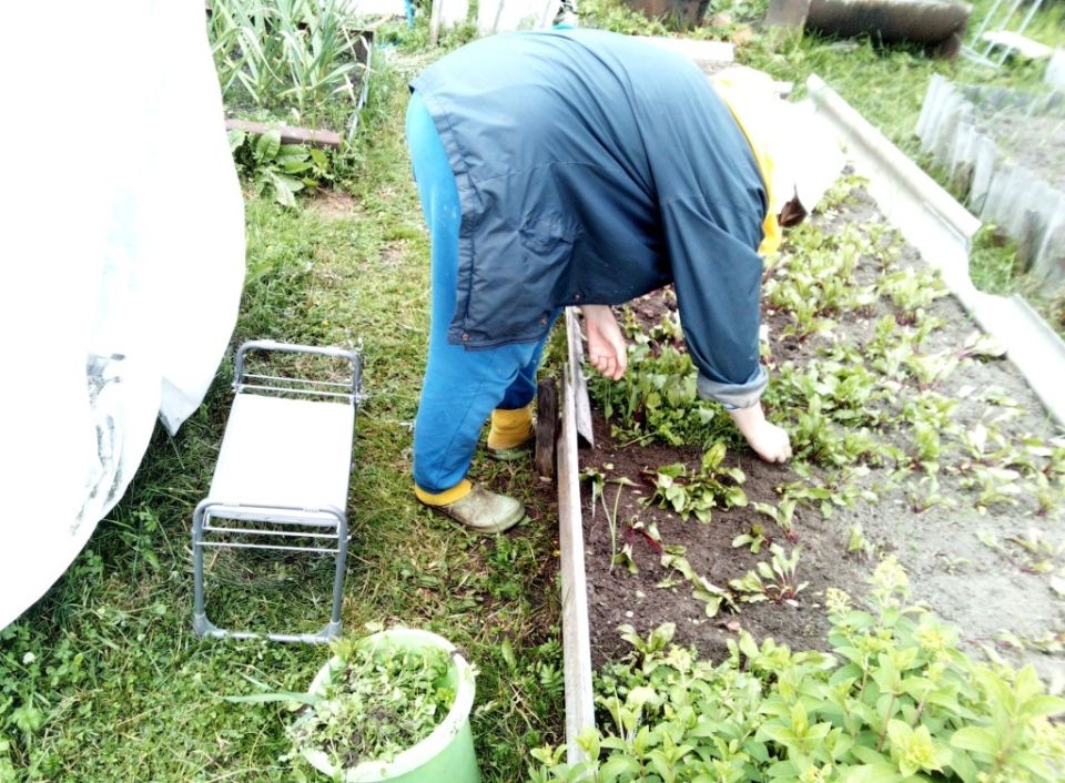 Как легко справиться с прополкой: полезные советы для садоводов