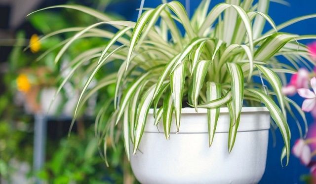 ������ ������: ��� ������ ������ �� ����������� �������� ������ ����