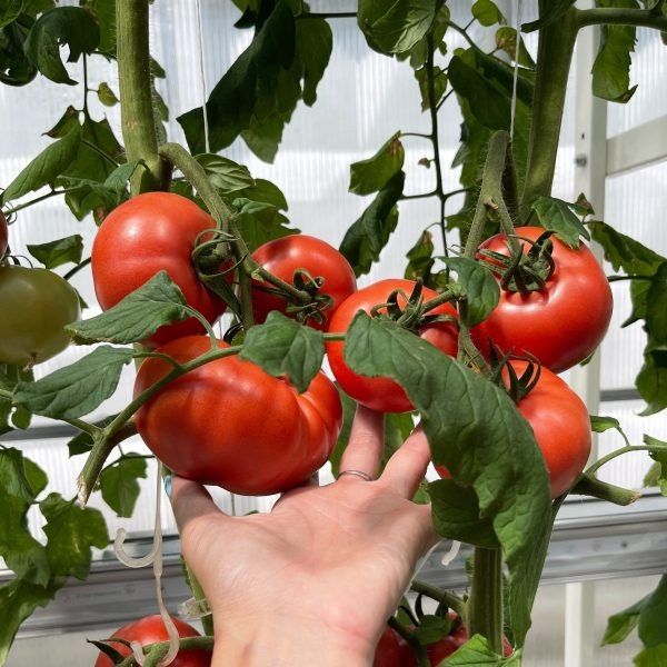 Томат гилгал: крупный и вкусный выбор для теплиц